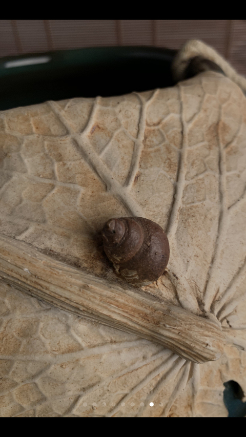 古玩陶瓷雕瓷瓶拍賣，當前價格7000元