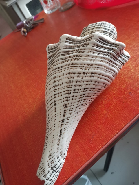 古玩雜項法螺拍賣，當前價格11800元