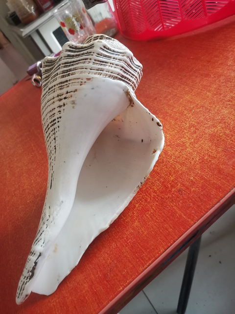 古玩雜項法螺拍賣，當前價格11800元