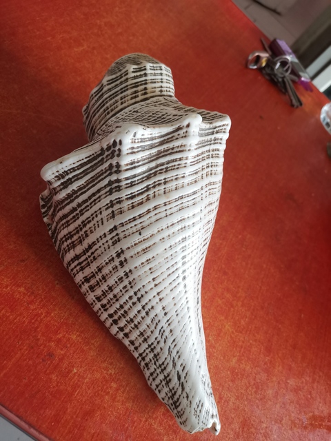 古玩雜項法螺拍賣，當前價格11800元