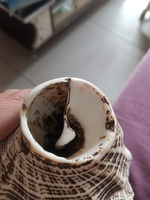 古玩雜項法螺拍賣，當前價格11800元