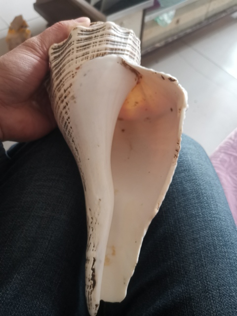 古玩雜項法螺拍賣，當前價格11800元