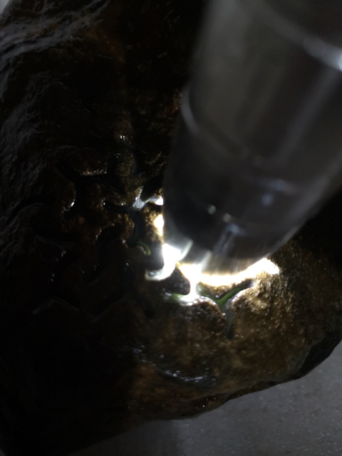 古玩玉器翡翠原石拍賣,當前價格750元