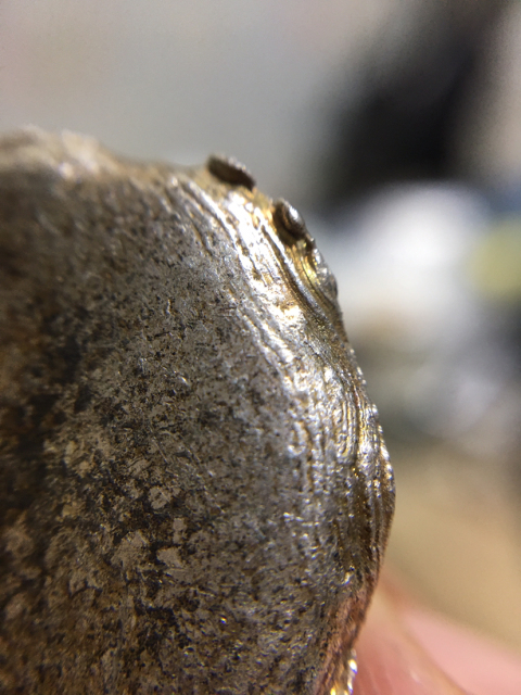 古玩錢幣清代銀錠銀元寶（1）拍賣，當前價格999元