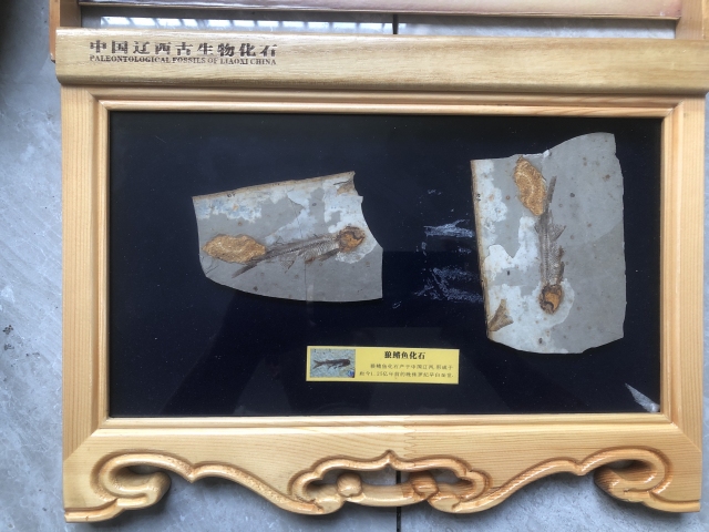 古玩雜項侏羅紀(jì) 狼鰭魚hua石拍賣,當(dāng)前價格555元
