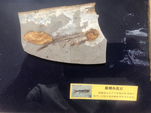 古玩雜項侏羅紀(jì) 狼鰭魚hua石拍賣,當(dāng)前價格555元