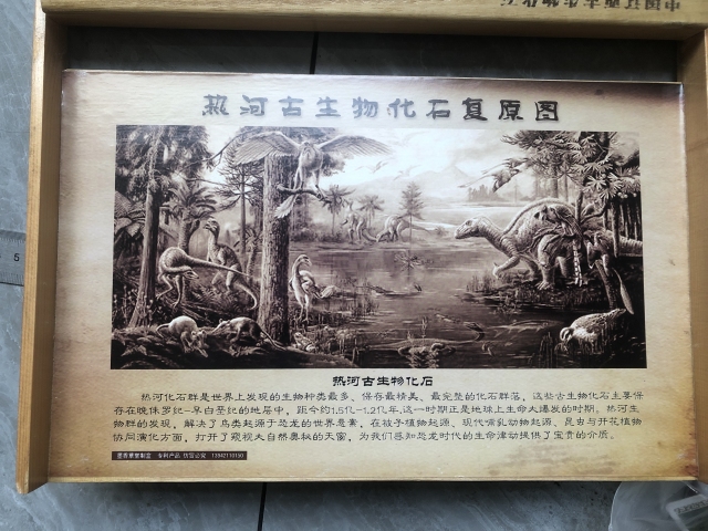 古玩雜項侏羅紀(jì) 狼鰭魚hua石拍賣,當(dāng)前價格555元