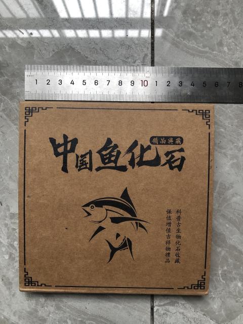 古玩雜項狼鰭魚**標本拍賣,當前價格1380元