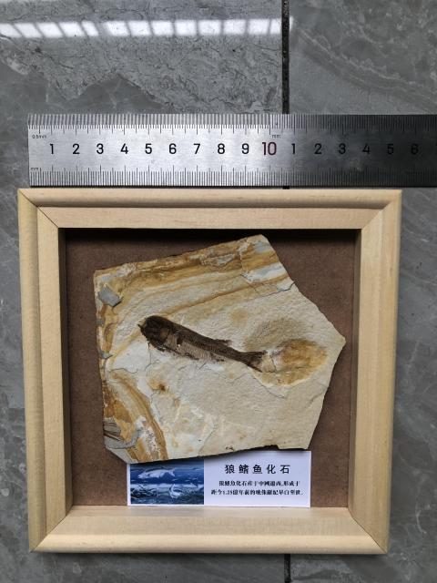 古玩雜項狼鰭魚**標本拍賣,當前價格1380元