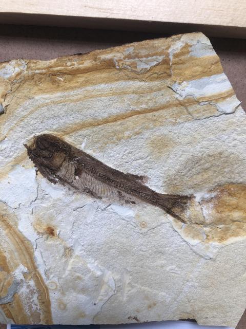 古玩雜項狼鰭魚**標本拍賣,當前價格1380元