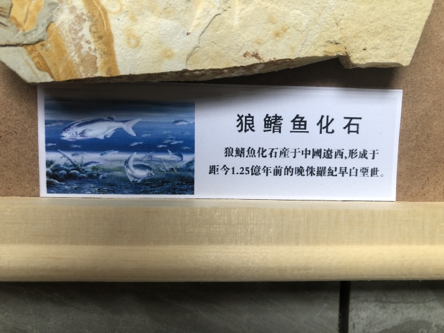 古玩雜項狼鰭魚**標本拍賣,當前價格1380元