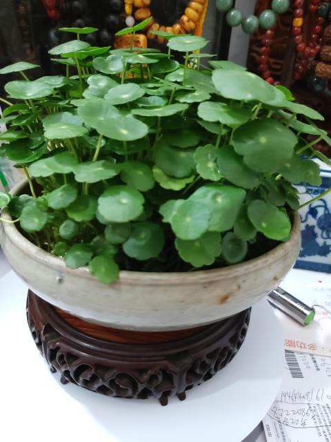 古玩陶瓷青釉洗拍賣，當(dāng)前價格6888元