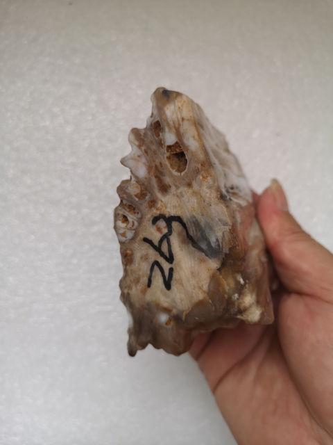 古玩雜項樹化玉奇石擺件拍賣，當前價格380元