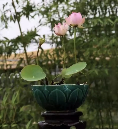 古玩陶瓷民國-綠釉刻仰蓮紋花口碗拍賣,當前價格1000元