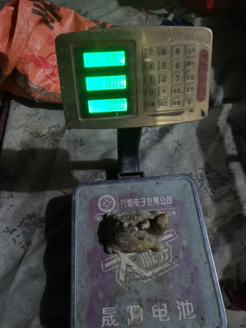 古玩玉器俄料和田玉新雕玉龜擺件，當鎮(zhèn)尺壓尺都，書房用品拍賣，當前價格4699元