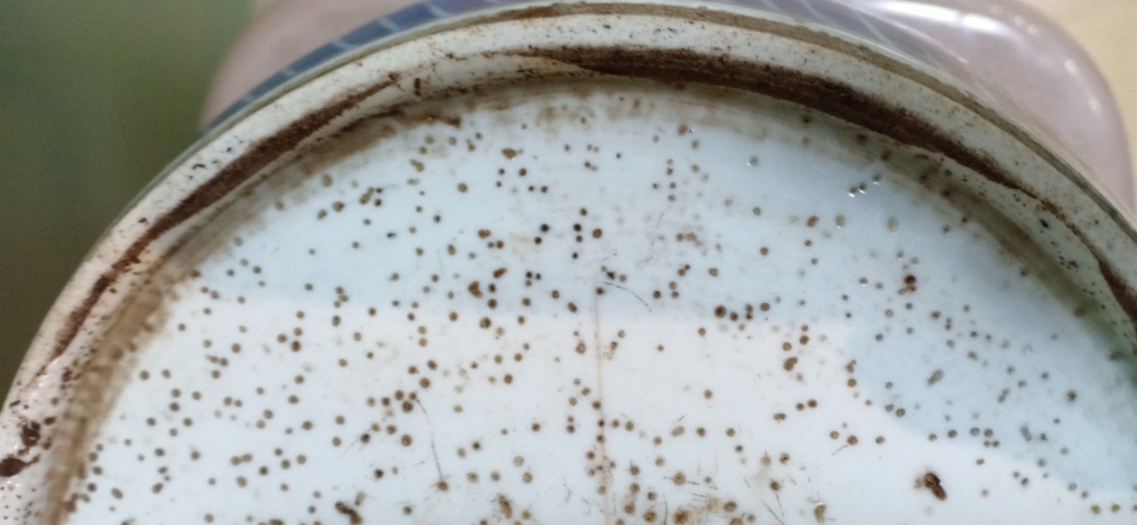 古玩陶瓷乾隆青花纏枝花卉紋粥罐拍賣,當前價格2800元
