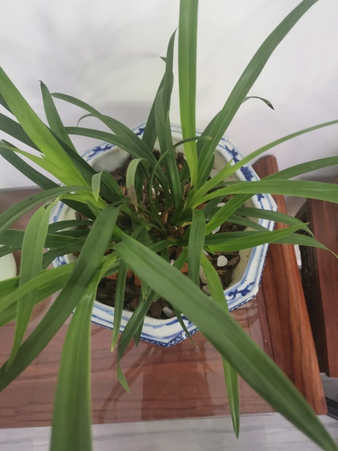 古玩陶瓷花盆拍賣，當前價格360元