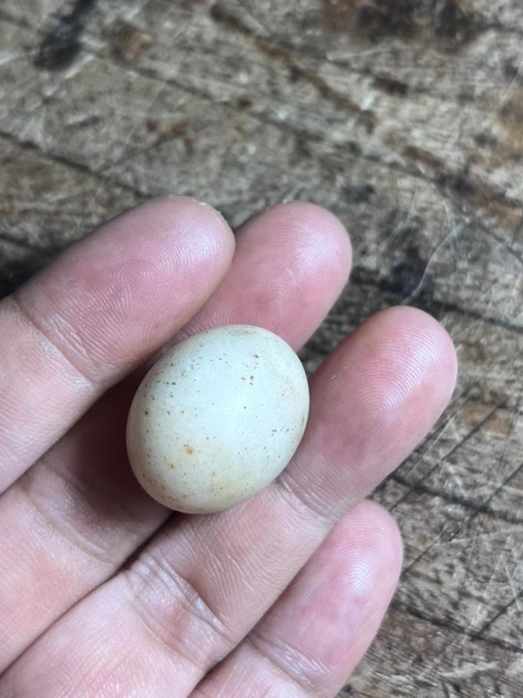 古玩陶瓷隋唐.滑石蛋【三星堆同款】拍賣，當前價格1000元