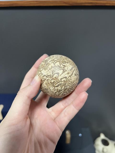古玩陶瓷唐代絞胎步打球捶丸【域鑒實物鑒定】拍賣,當前價格8888元