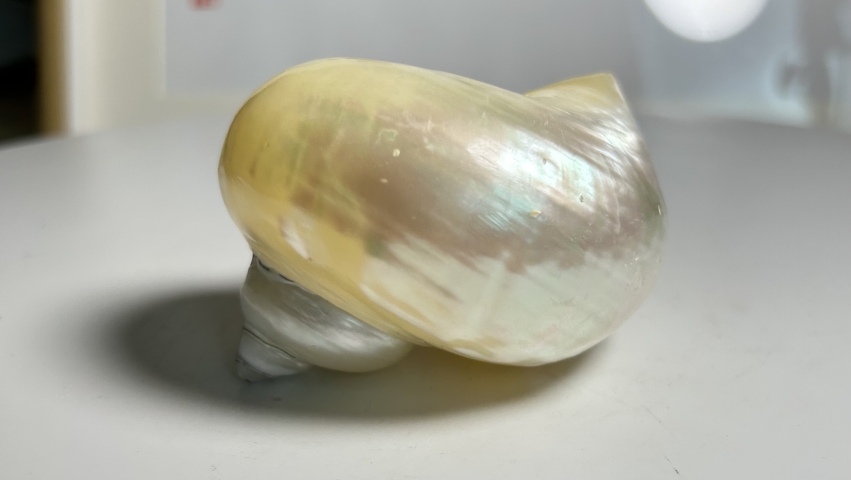 古玩雜項海貝殼 化 shi拍賣，當前價格160元