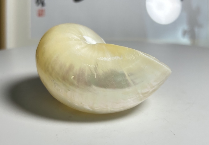 古玩雜項海貝殼 化 shi拍賣，當前價格160元