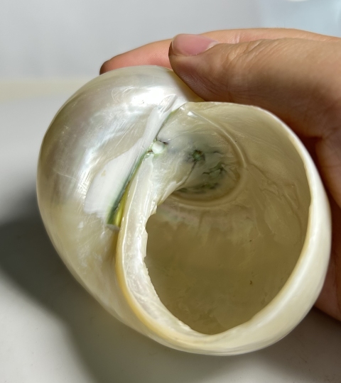 古玩雜項海貝殼 化 shi拍賣，當前價格160元