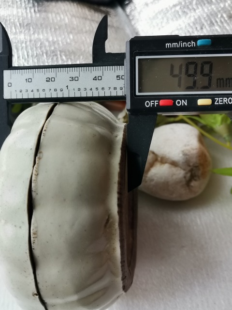 古玩陶瓷南瓜花卉紋蓋盒拍賣，當前價格266元