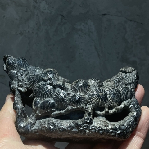 古玩雜項清代煤精石洗拍賣，當前價格36000元