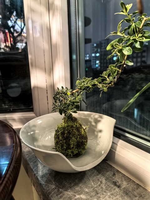 古玩陶瓷元代?樞府釉暗刻花卉紋碗拍賣,當前價格3500元
