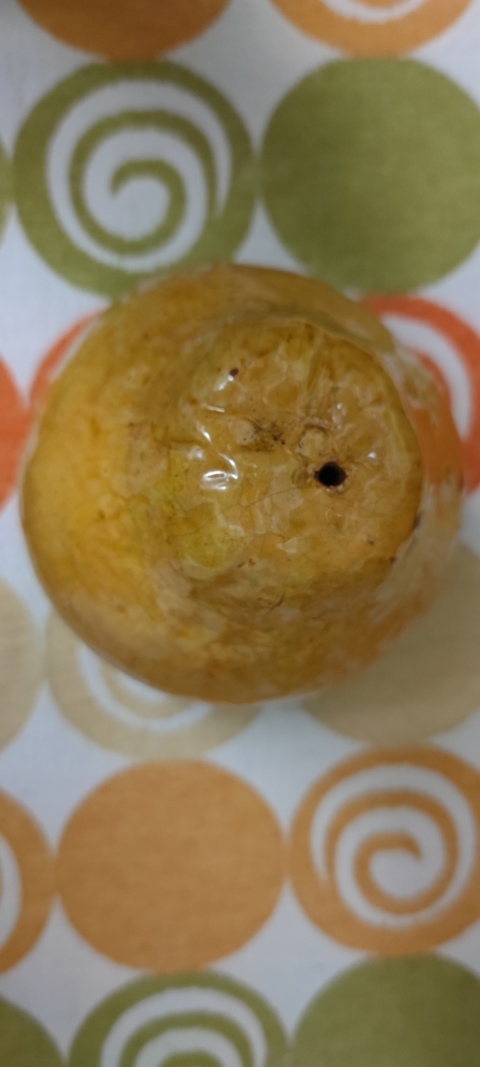 古玩陶瓷大名家黃古珍仿生瓷柚拍賣,當(dāng)前價(jià)格550元