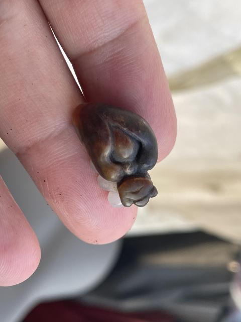 古玩玉器籽料.新疆和田玉雕“飛蟲掛件”拍賣,當(dāng)前價(jià)格568元