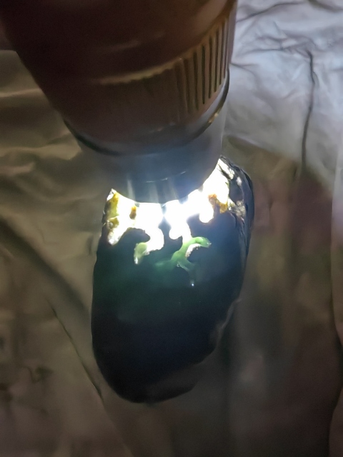 古玩玉器天然翡翠原石料拍賣,當前價格750元