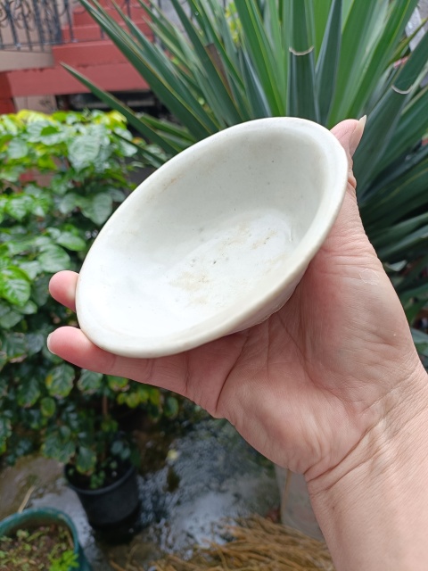 古玩陶瓷明空白期甜白釉折沿洗拍賣，當前價格880元