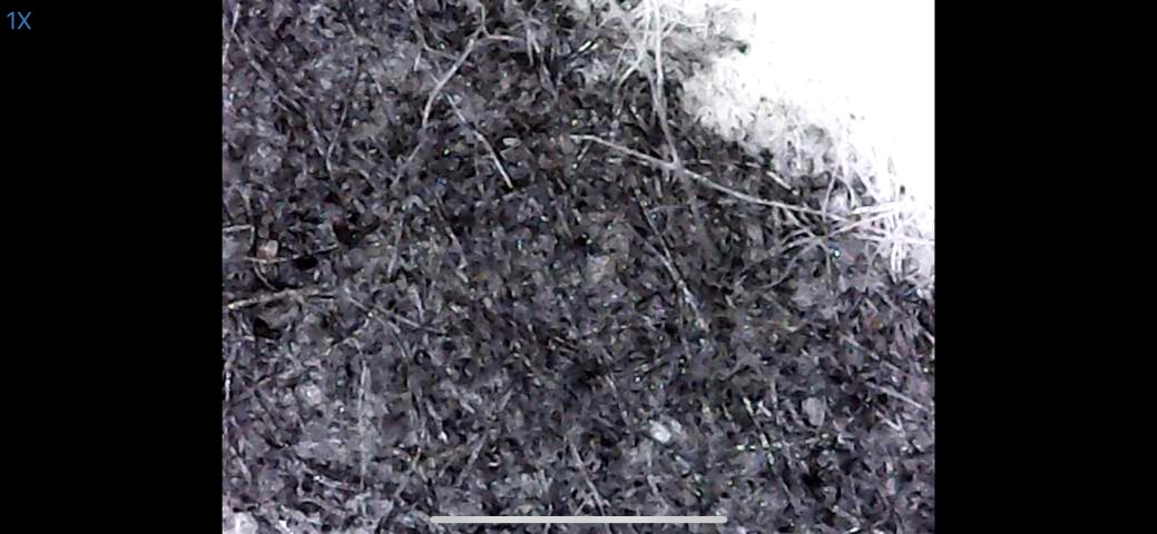 古玩字畫民國 孟小冬 真跡《四君子圖》拍賣，當前價格4500元