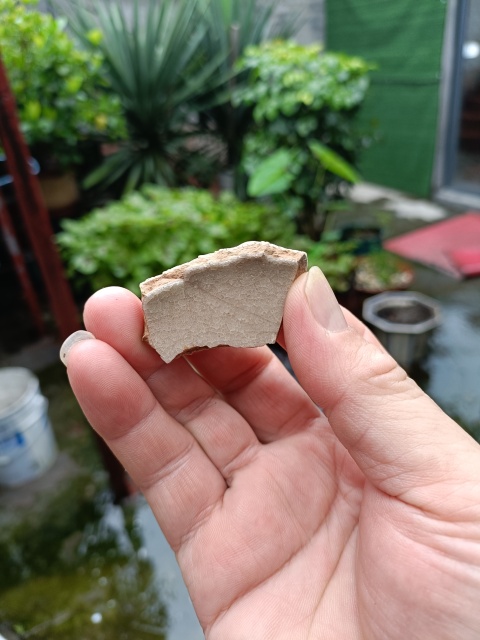 古玩陶瓷南宋龍泉官冰片紋標(biāo)本拍賣,當(dāng)前價(jià)格299元
