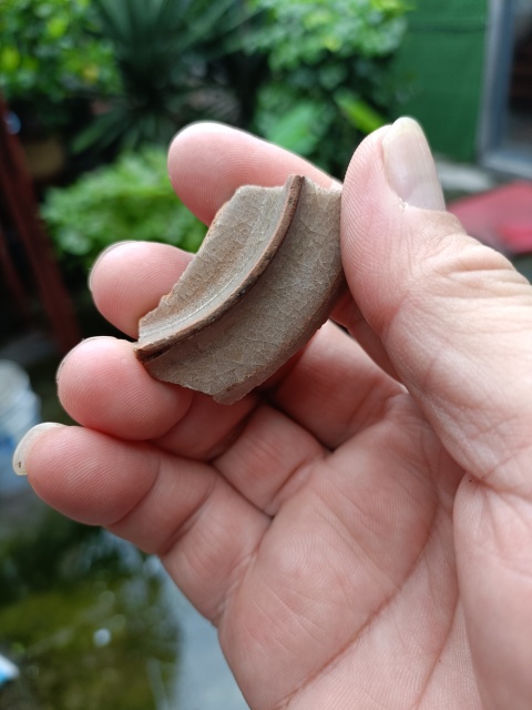 古玩陶瓷南宋龍泉官冰片紋標(biāo)本拍賣,當(dāng)前價(jià)格299元