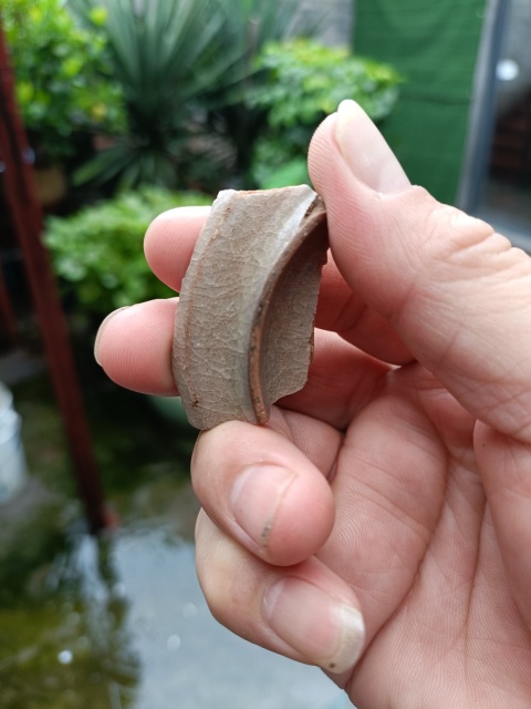 古玩陶瓷南宋龍泉官冰片紋標(biāo)本拍賣,當(dāng)前價(jià)格299元