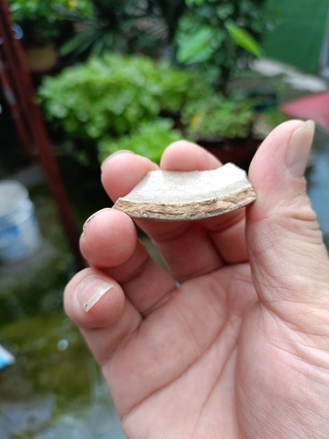 古玩陶瓷南宋龍泉官冰片紋標(biāo)本拍賣,當(dāng)前價(jià)格299元