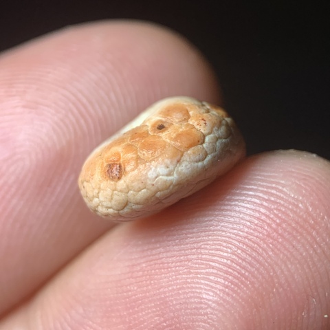 古玩玉器五代十國.扁珠子拍賣,當前價格0元