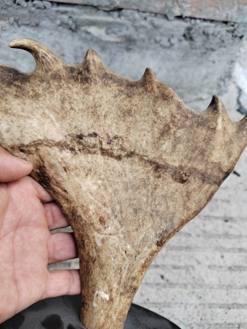 古玩雜項動物角雕件拍賣,當前價格888元