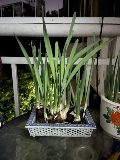 古玩陶瓷晚清青花鏤空水仙盆拍賣,當(dāng)前價格988元