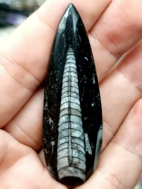 遠古生物hua石《角石》，可做吊墜掛件拍賣，當(dāng)前價格666元