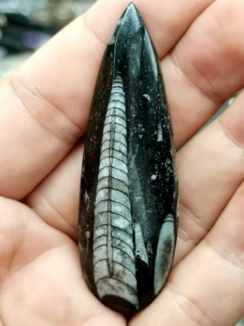 古玩雜項遠古生物hua石《角石》,可做吊墜掛件拍賣,當前價格999元