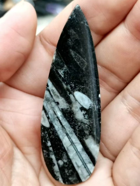 古玩雜項遠古生物hua石《角石》,可做吊墜掛件拍賣,當前價格999元