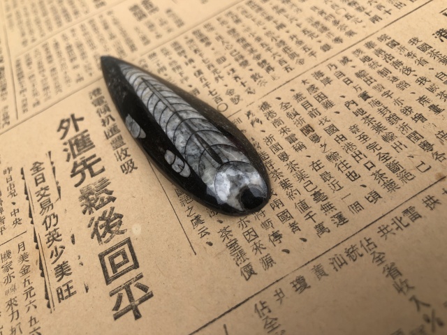 古玩雜項遠古生物hua石《角石》,可做吊墜掛件拍賣,當前價格999元