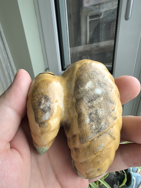 古玩陶瓷晚清同治仿生瓷粉彩貼塑竹筍擺件拍賣,當前價格650元