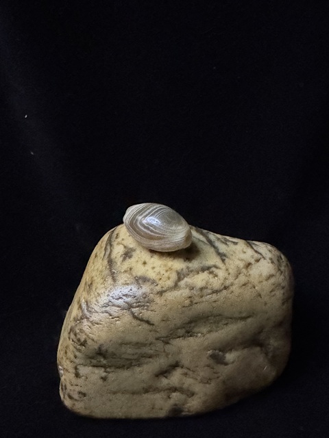 古玩玉器漢、橄欖珠（珠博認證）拍賣，當前價格3900元