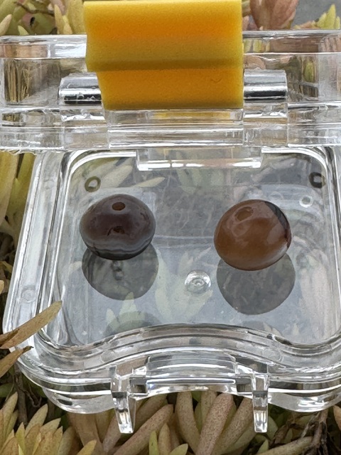 古玩玉器藥師珠拍賣,當前價格1300元