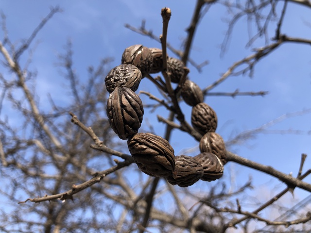 古玩雜項宋代.桃核串(已碳化) 推薦理由:幾千年來最爭議的辟邪之物拍賣,當前價格0元