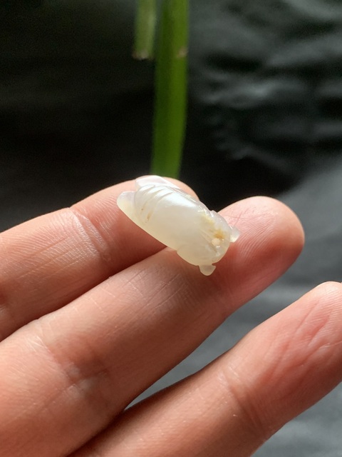古玩玉器清代和田玉雕“蟬形掛墜”拍賣,當(dāng)前價格5000元